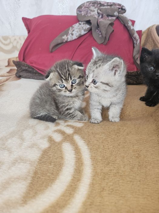 Котята шотландские