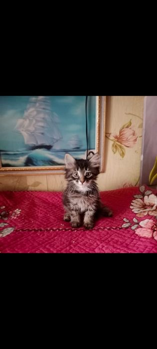 Катенкий  1.5 месяца