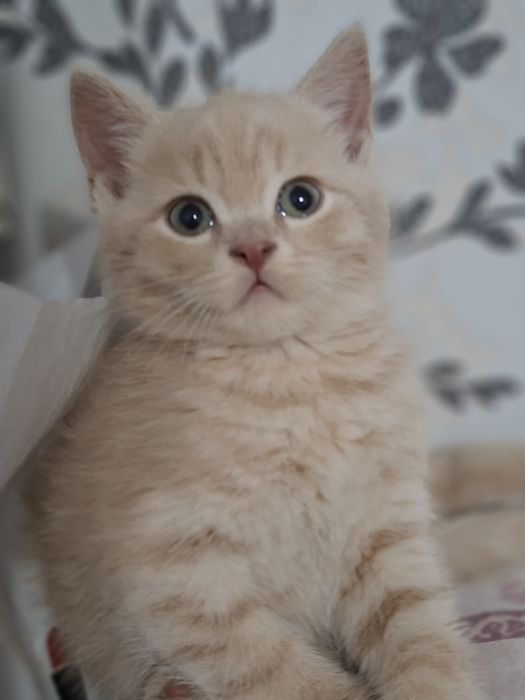 Mushukla sotila srochna