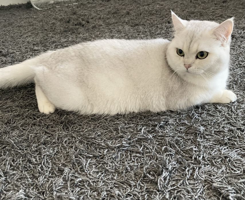 Гостиница для кошек, передержка