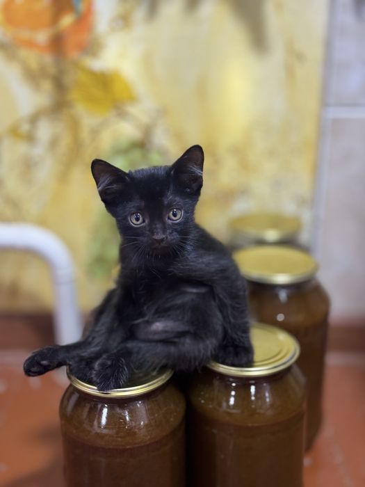 Котенок отдам даром
