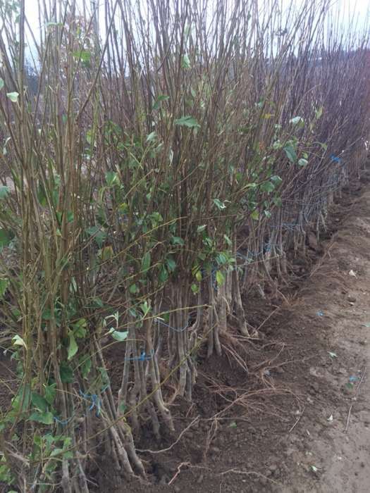 Pepiniera Rad pomi fructiferi si tuia Chiparos Leyland ( gard viu) Iaz