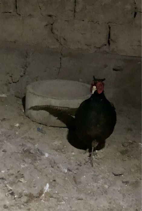 Продам фазана парочка