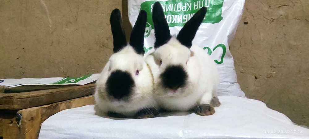 Кролики Евро Калифорнийской породы. Гарантия здоровья и качества!
