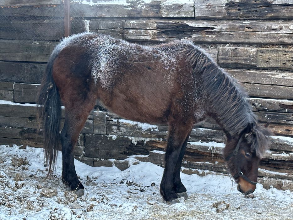 Продам кобылу молодая жеребилась один раз