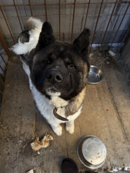 Акита амереканская