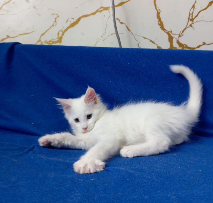 Мейн Кун котята, питомник