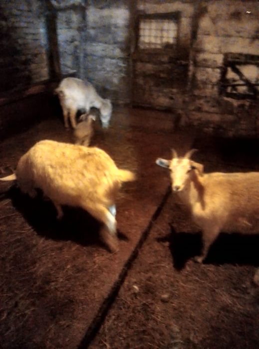 Объявления кокшетау