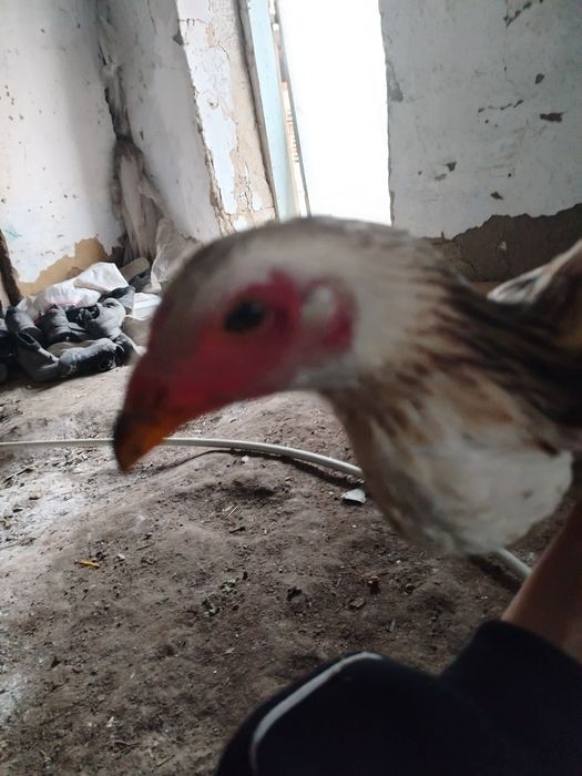 Продам даканку хорошую