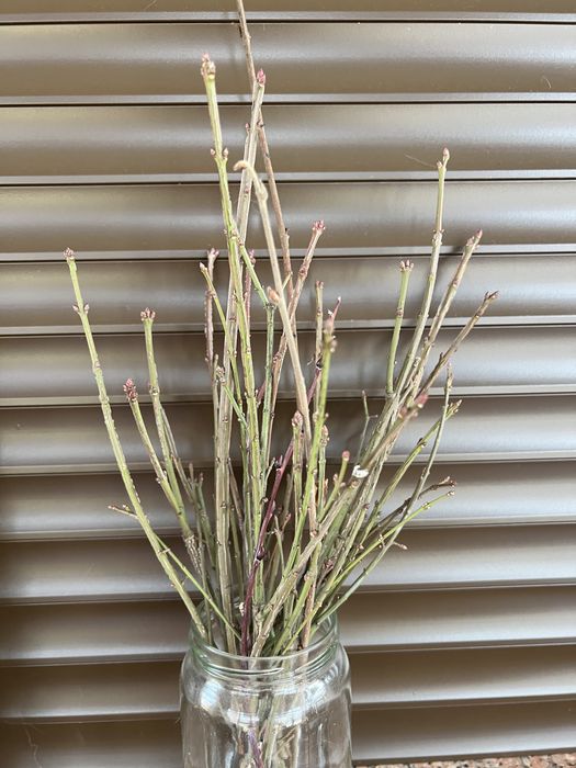 Ветки разные Пни, пеньки Ива Матсудана