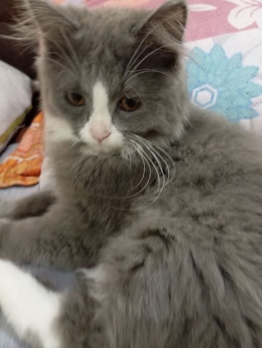 Mushuk sotiladi 700000 kami bor