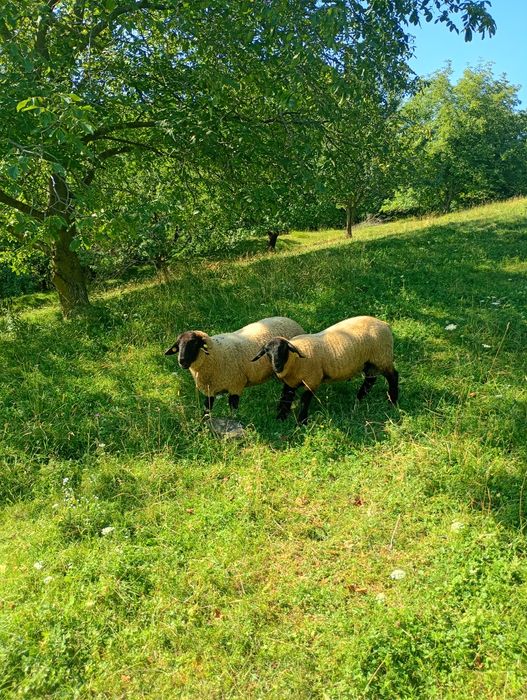 Berbecuți suffolk