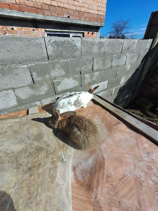 Продавам зайци за разплод