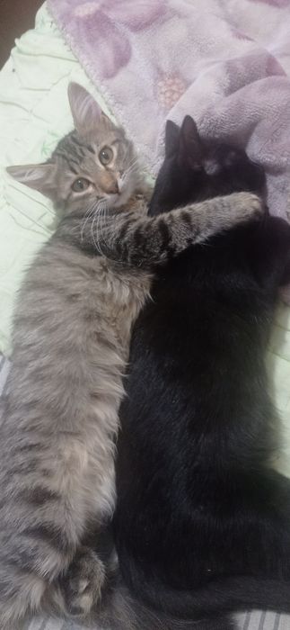 Отдам котенка в добрые руки