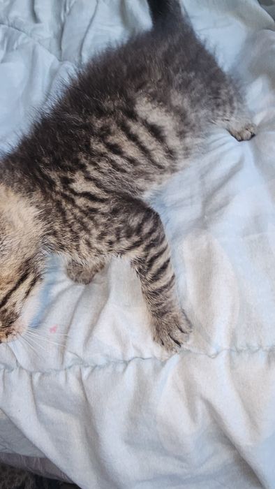 Отдам котенка девочка