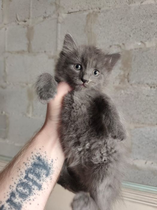 Котенок, 2 месяца