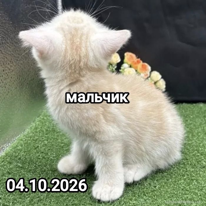 Британские котята