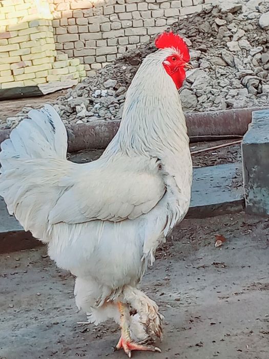 Burama Xo'roz Sotiladi