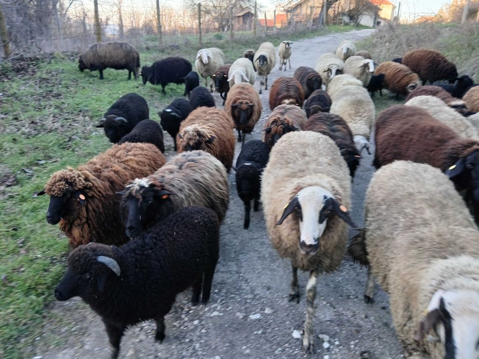 Продавам агнета, мъжки ярета