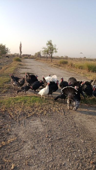 Kurkala sotiladi ozimiz boqqanmiza