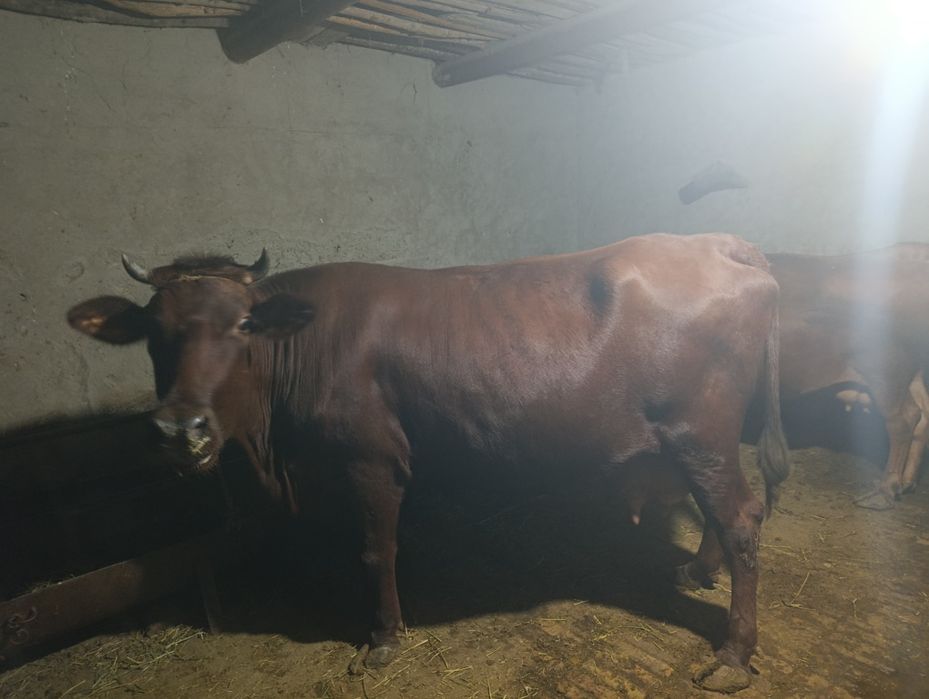 Sigir sotiladi yosh sigiri