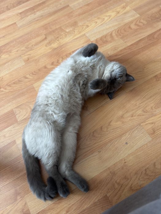 Вязка с красивым котом.