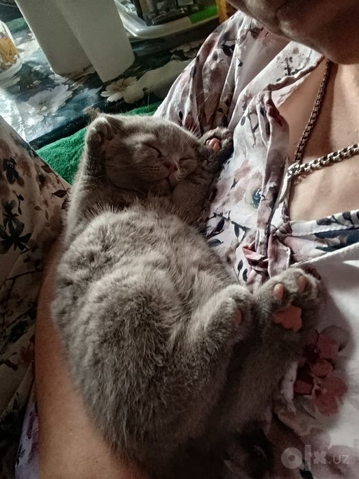 Котята скотиш фолд