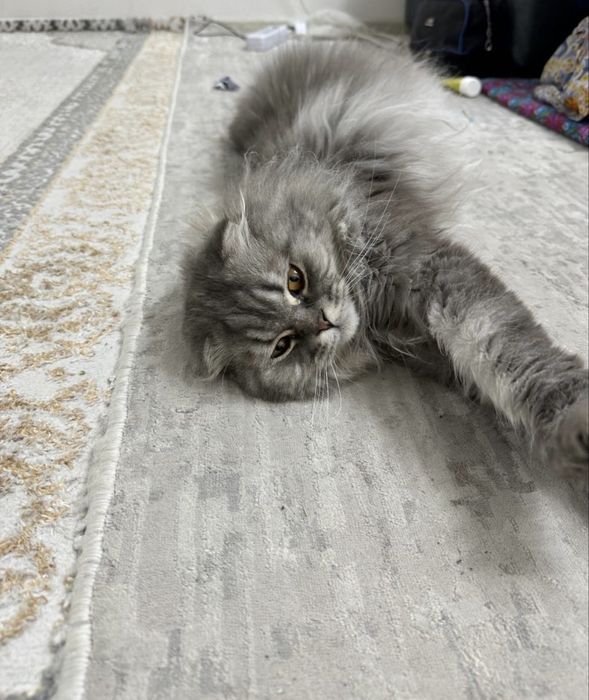 домашний длинношёрстный метис кот Ищем добрых и ответственных хозяев