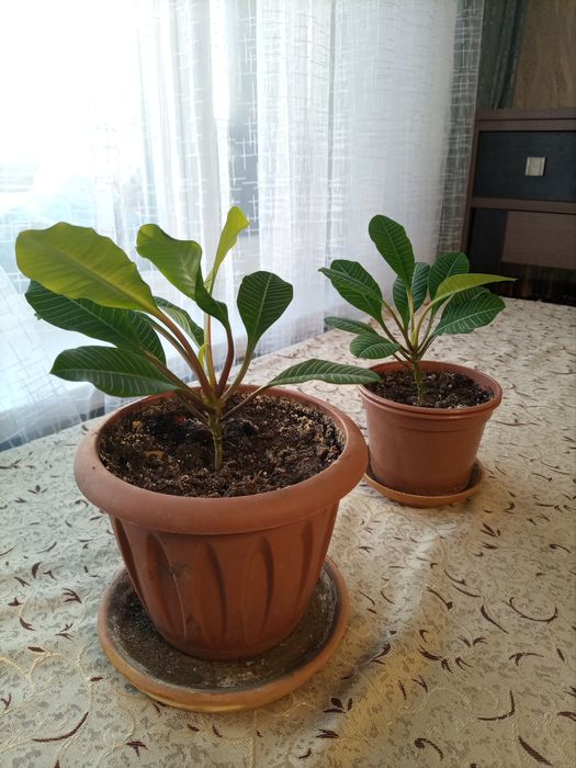 Молочай, комнатное растение.