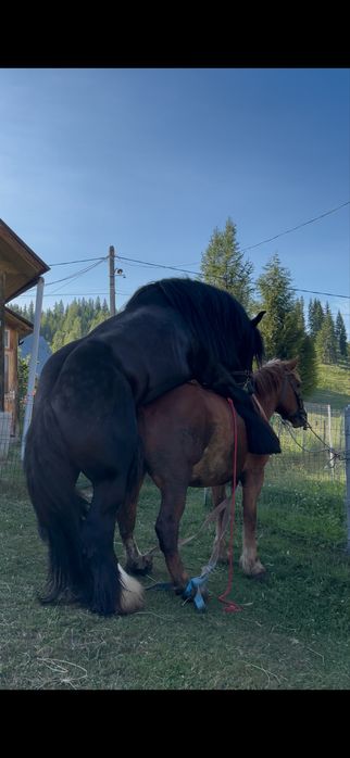 Ofer super armasar pt reproductie din rasa BELGIAN TREKPAARD