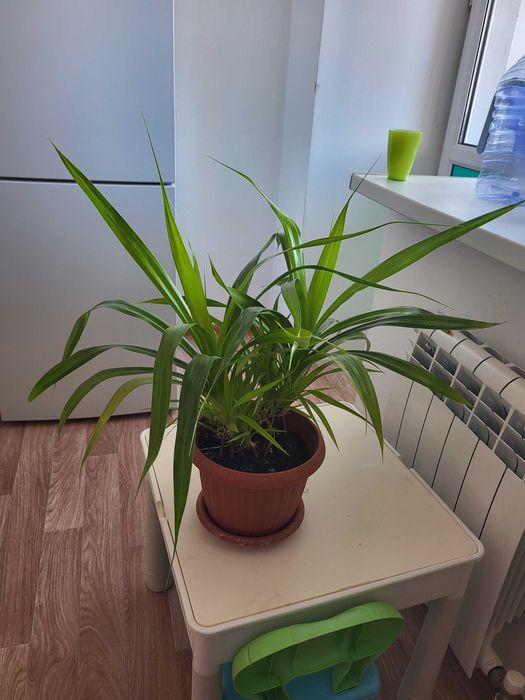 Растение панданус