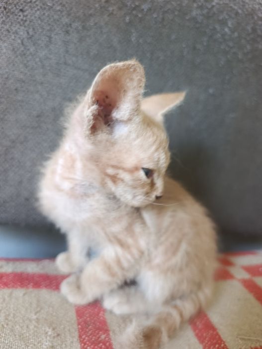 Отдам котят брашики