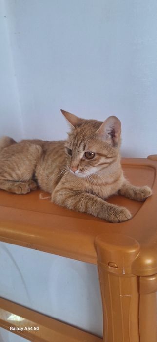 Кошка , в добрые руки .