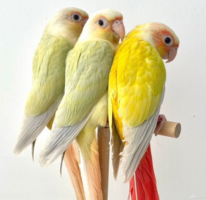 Продам Перура попугай