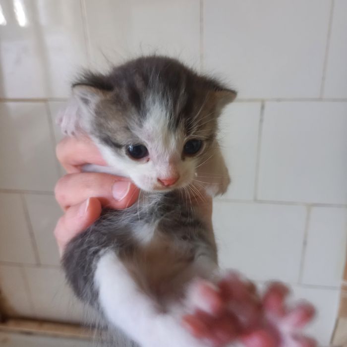 Вислоушки  один месяц мальчики