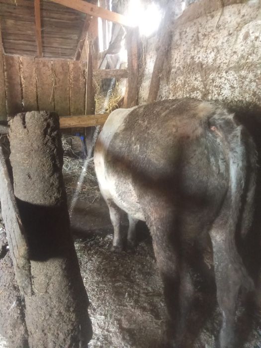 Vand 3 vitei ,2 albastri belgieni si un holstein