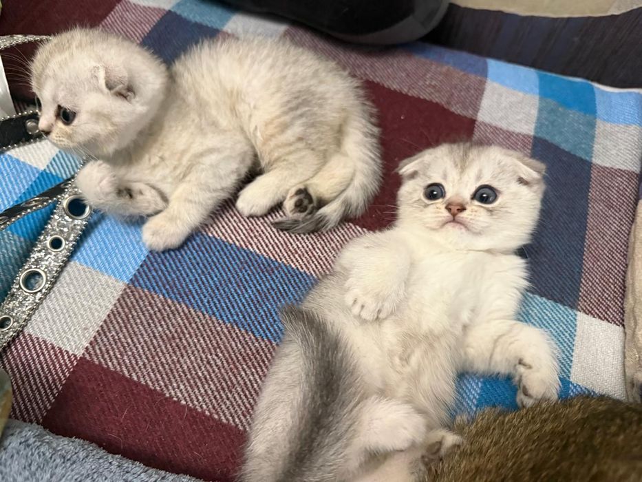 Продам котят породистые