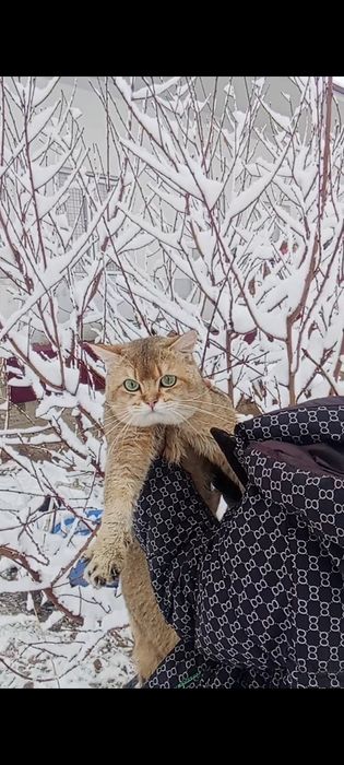 Vyazkaga qiz muwuklarni taklif qiladi