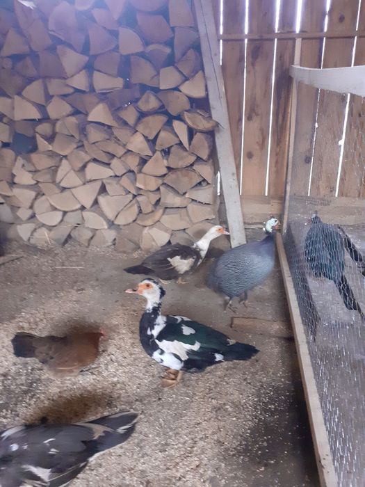 Rate mute 2024 mai multe culorii