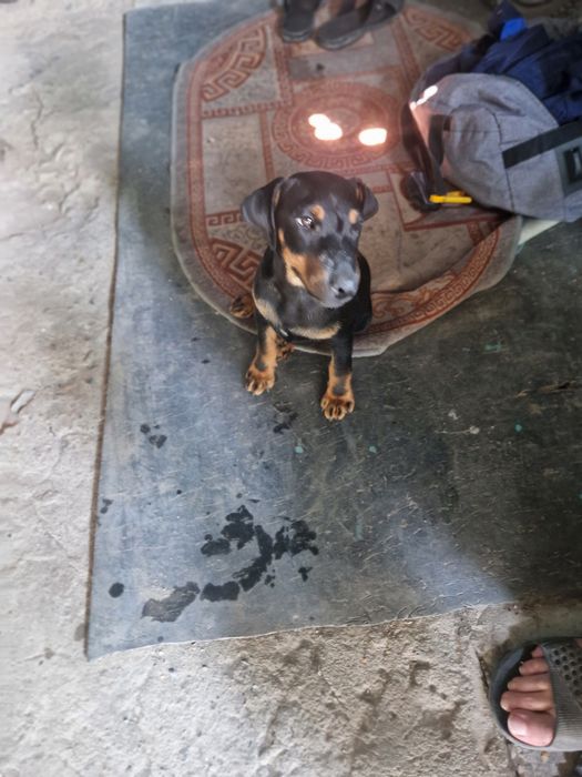 Продам. Умненький молыш 3месеца.