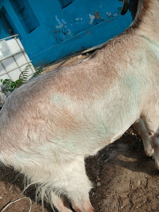 Продам козлов, коз самцы самки
