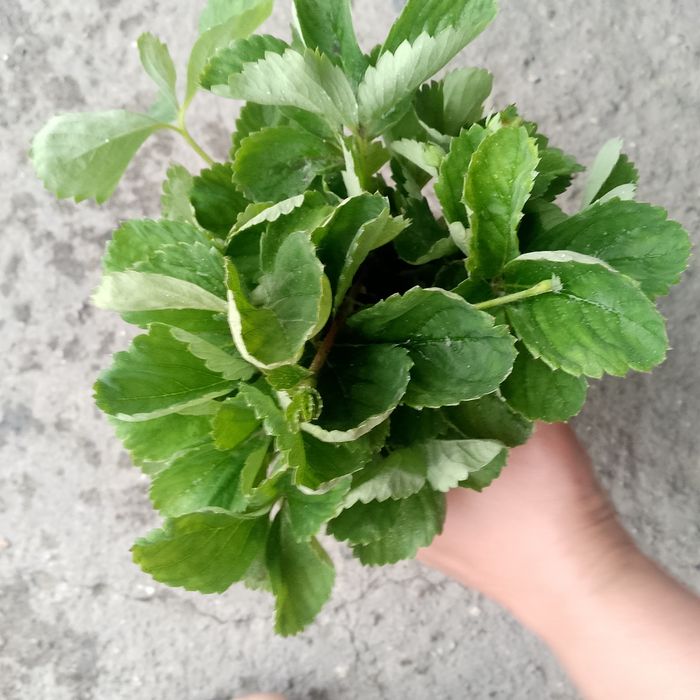 Продам саженцы клубники