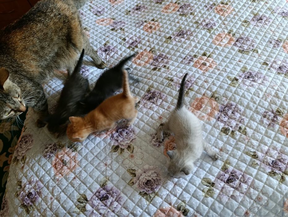 Отдам котят в хорошие руки