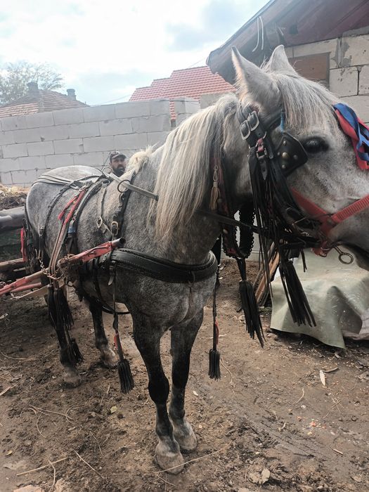 Cai de vânzare dua bucati