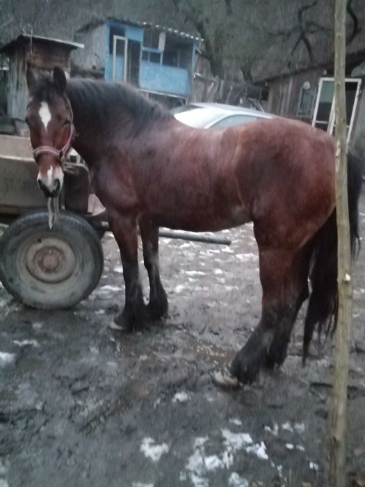 Schimb iapa de 8 ani cu animale.