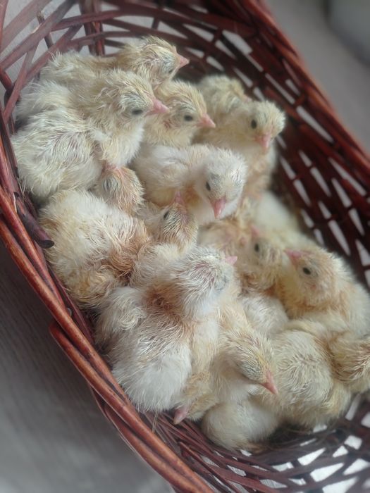 Домашние цыплята!