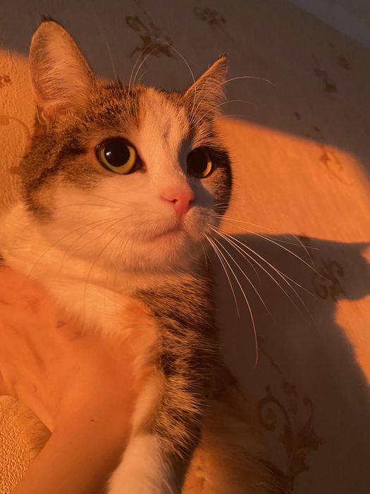 Отдам Кошку бесплатно