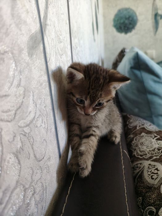 маленькие котята
