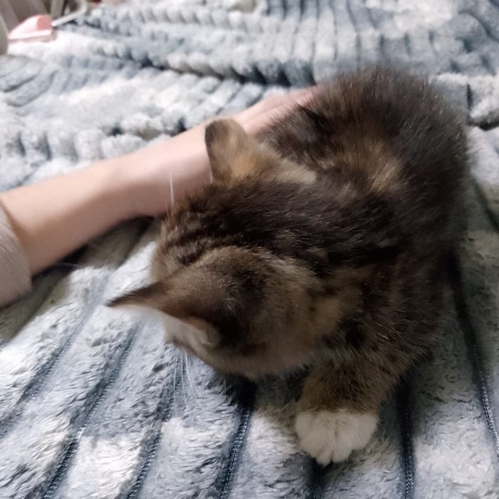 Отдам котят от мышеловки