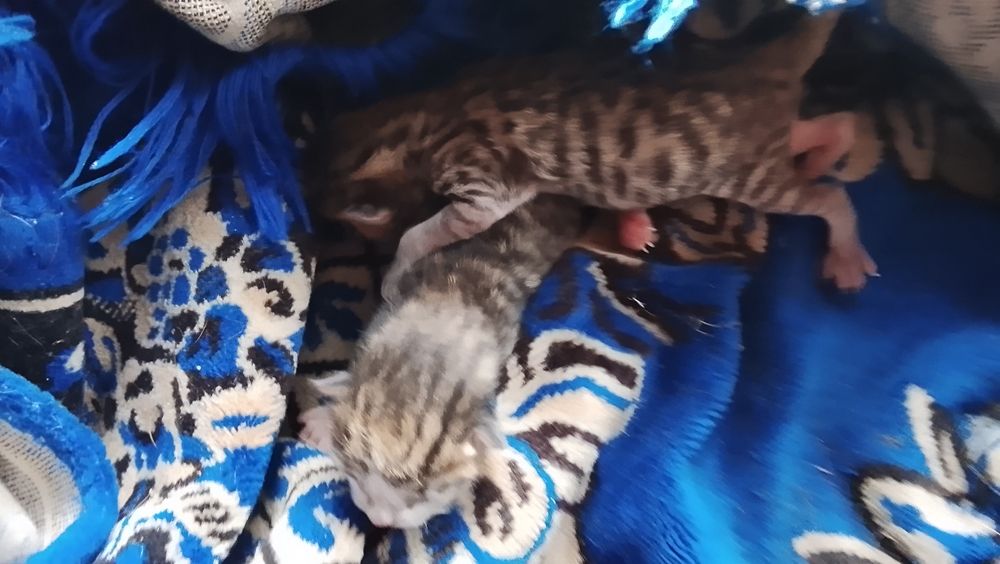 Срочно маленькие котята